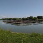 Târgul Pescăresc – voie bună și pește românesc